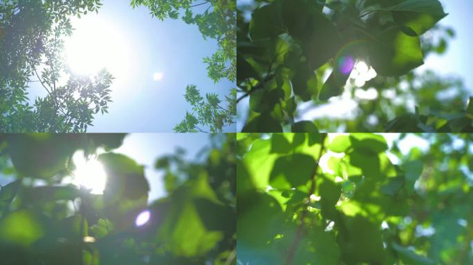 春天春分小清新树林树叶逆光植物阳光空镜