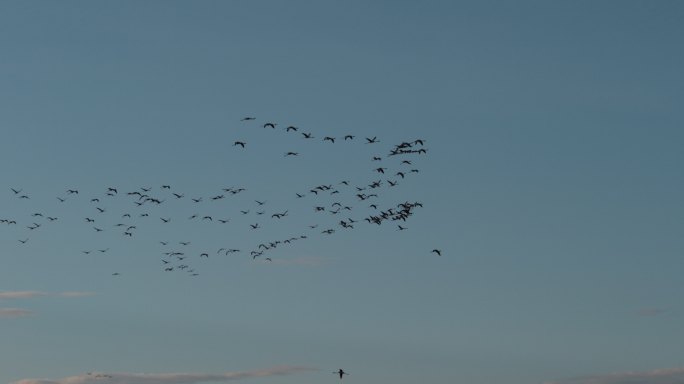 天空中飞行的鸟群