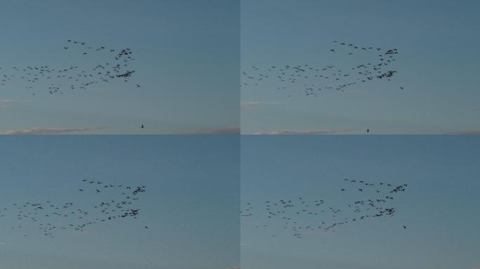 天空中飞行的鸟群