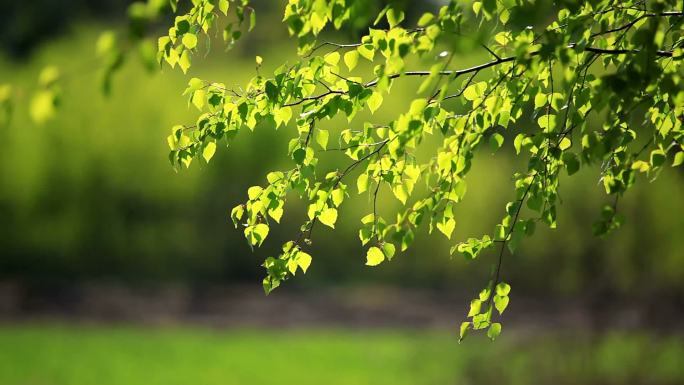 桦树唯美阳光森林树叶逆光小清新植物树木