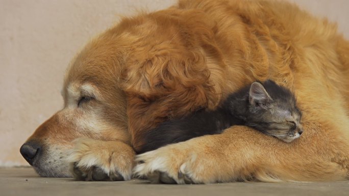 小猫和狗睡在一起