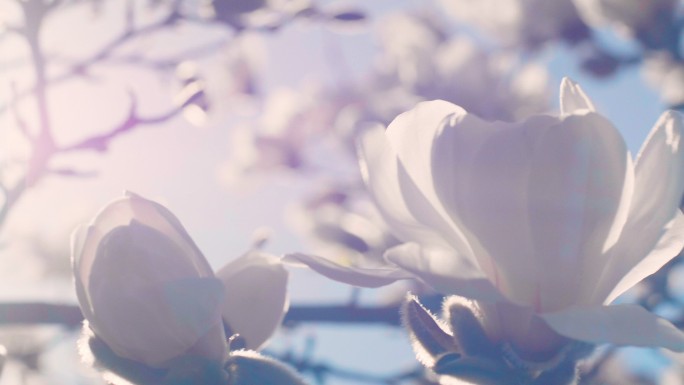 阳光下的木兰花唯美木兰花白色木兰花逆光唯