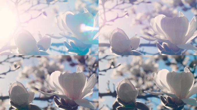 阳光下的木兰花唯美木兰花白色木兰花逆光唯
