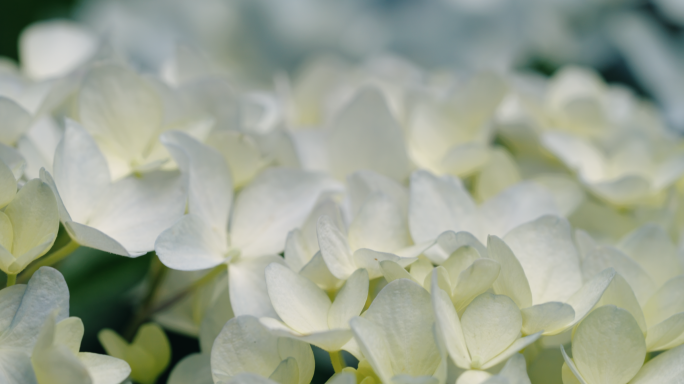 【4K】绣球花特写实拍素材