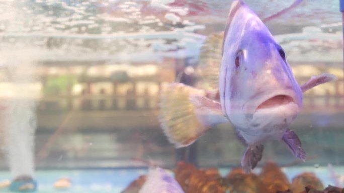 水产水族箱里的各种鱼超市水产区4k