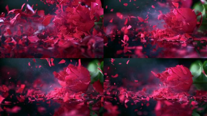 冻红玫瑰碎裂的特写镜头