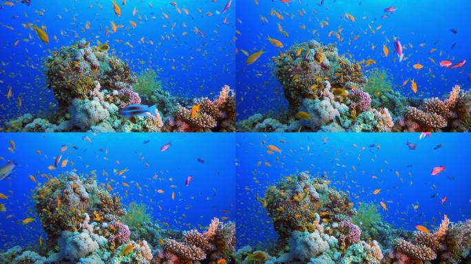 美丽的海底世界海底世界美人鱼三亚潜水深海