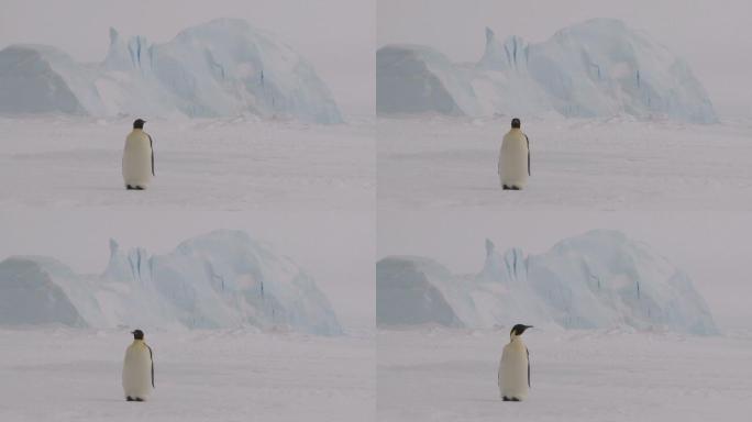 企鹅南极企鹅生态风光风景冰盖