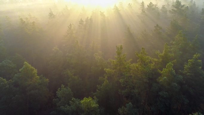 飞过清晨的森林阳光逆光日出