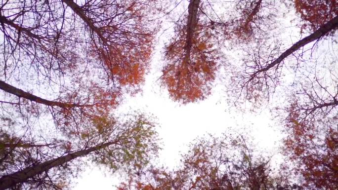 仰拍树木森林大自然秋天