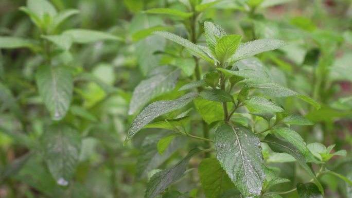 芳香植物薄荷