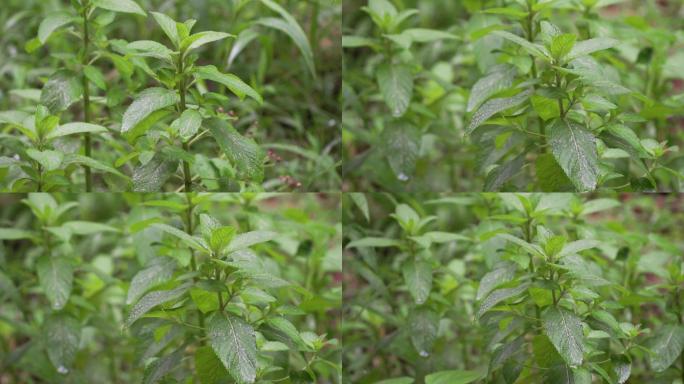 芳香植物薄荷