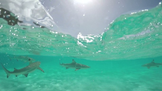 黑鳍鲨在浅水泻湖中游泳