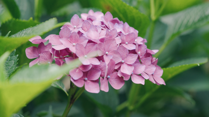 【4K】绣球花实拍素材，绣球花开素材