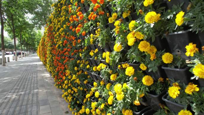城市街景绿化装饰花墙