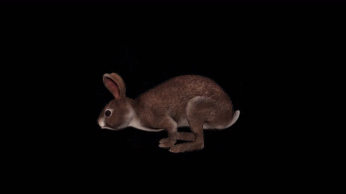 兔子奔跑