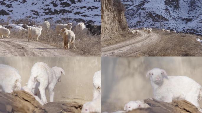 乡村大山里放羊