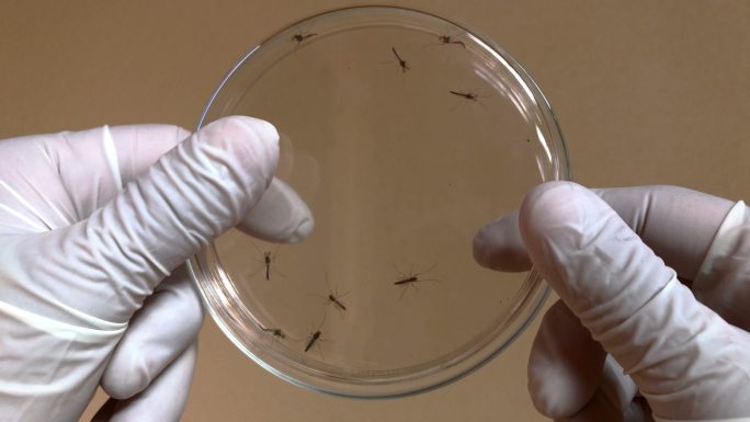 培养皿里的蚊子
