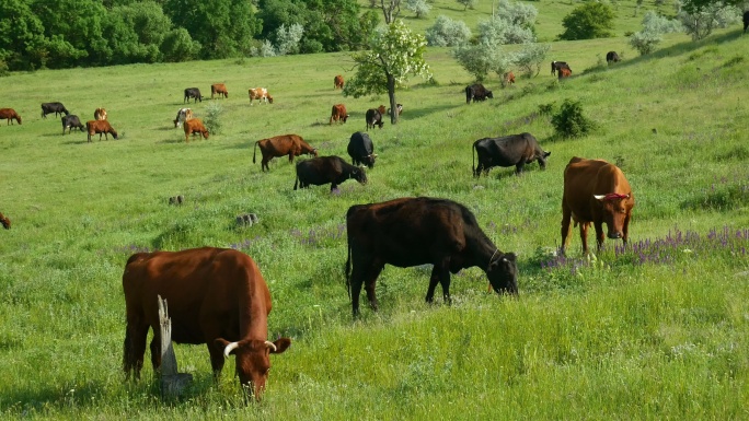 一群正在吃草的奶牛的近景。