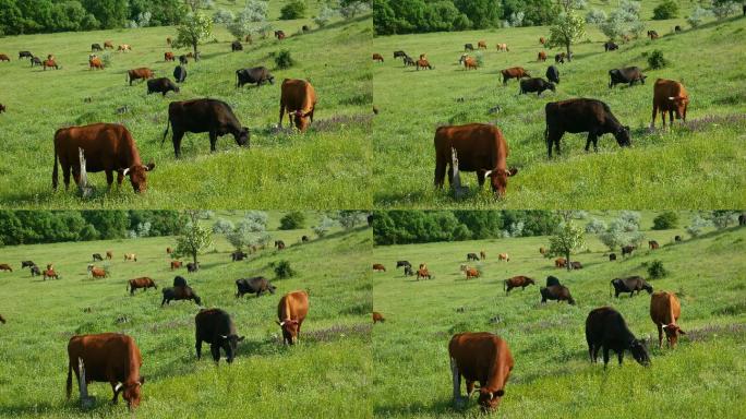 一群正在吃草的奶牛的近景。
