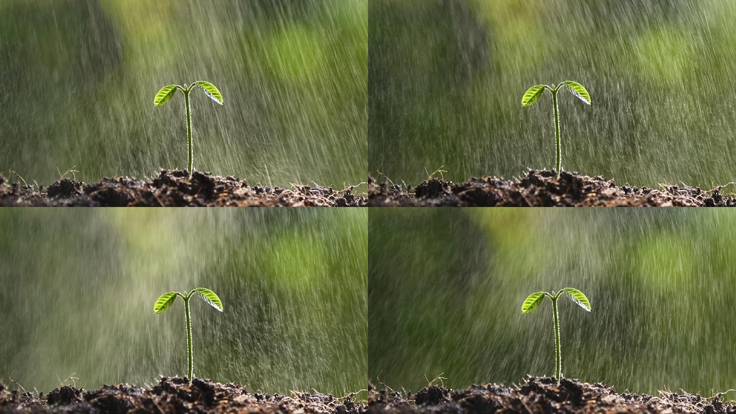 雨中的小苗叶子生长植物