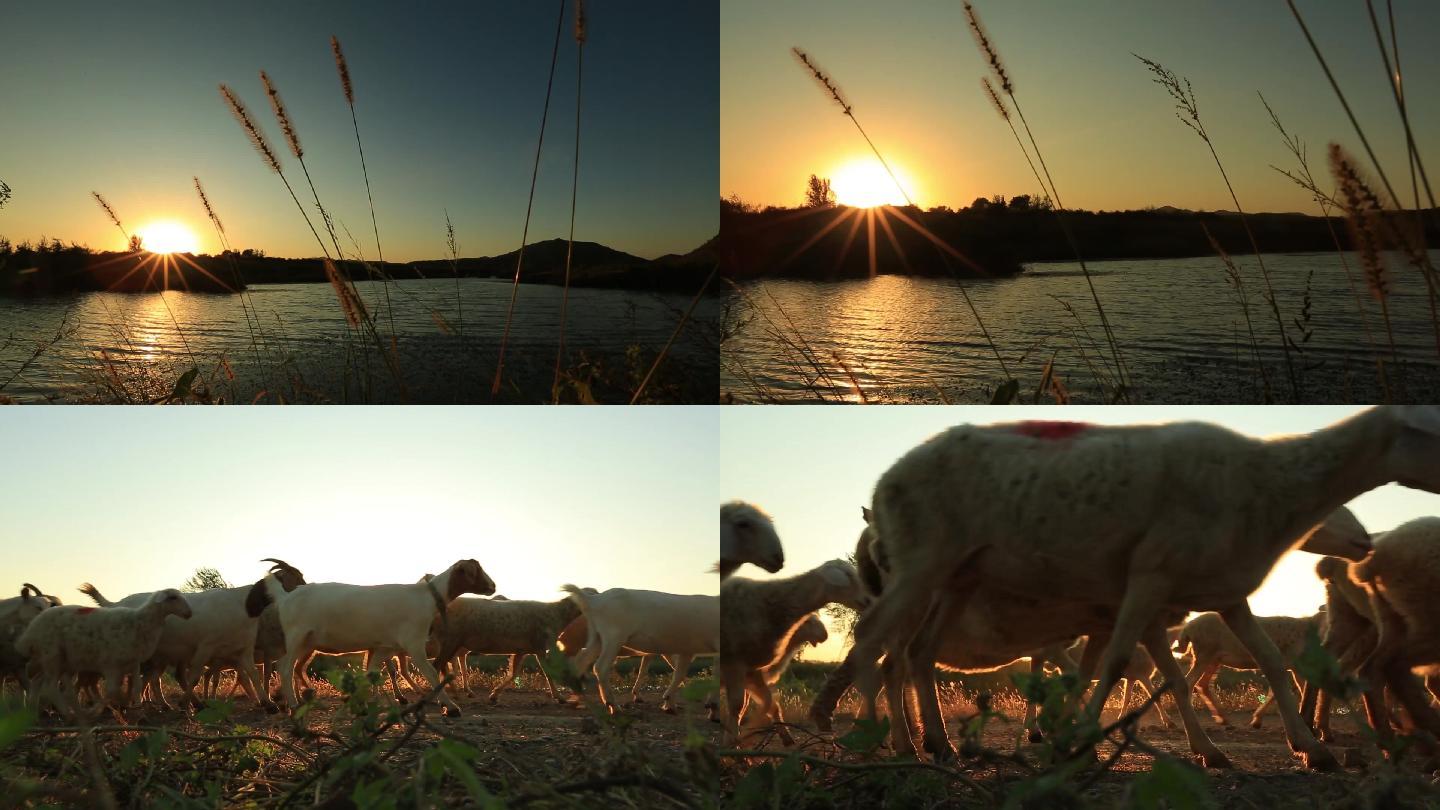 山村夕阳落日牧羊