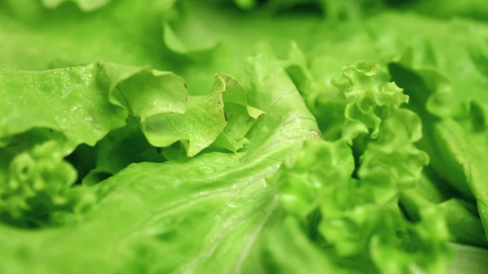 新鲜蔬菜生菜绿色蔬菜有机蔬菜