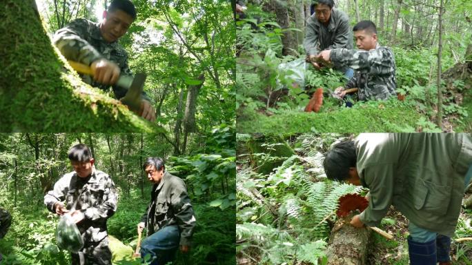 东北山民采灵芝野生灵芝