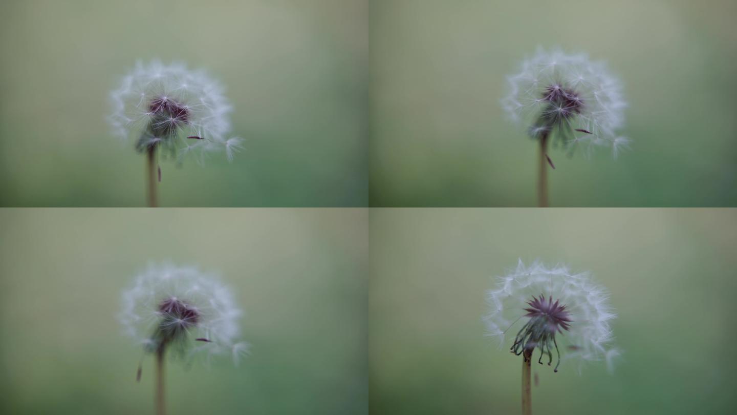 蒲公英特写，风吹蒲公英。