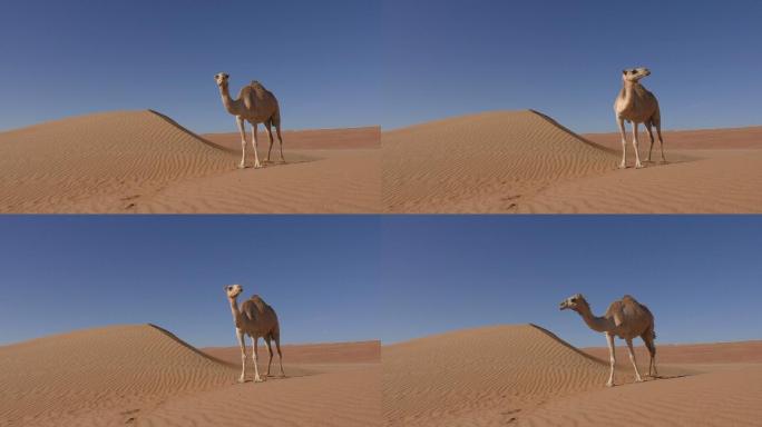 孤独的骆驼站在沙丘旁