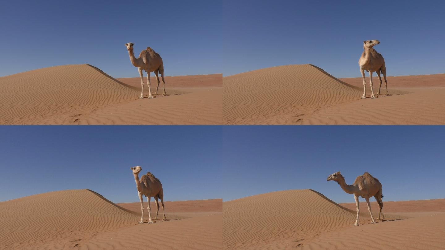 孤独的骆驼站在沙丘旁
