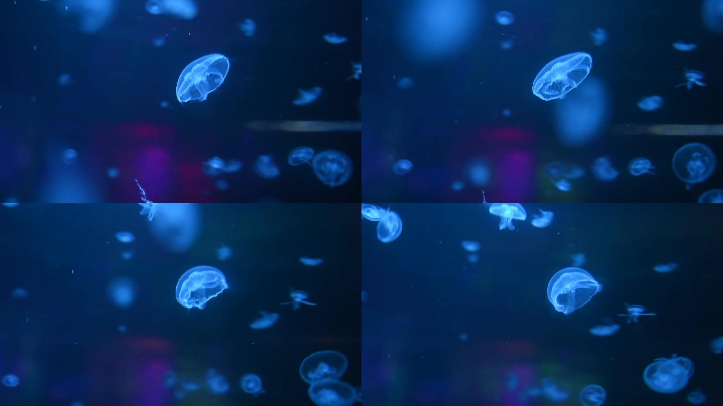 高清实拍120帧1080p蓝色水母梦幻