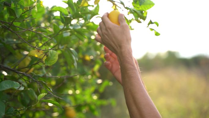 从柠檬树上摘柠檬果实的农民