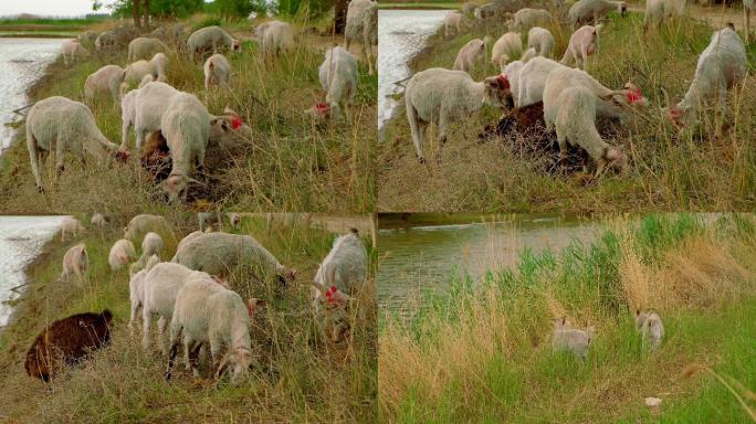羊群吃草