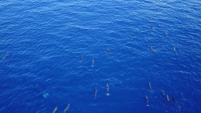 海豚湾的海豚