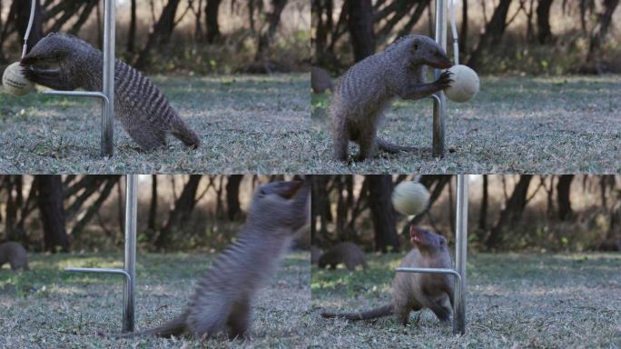 一只猫鼬在玩球