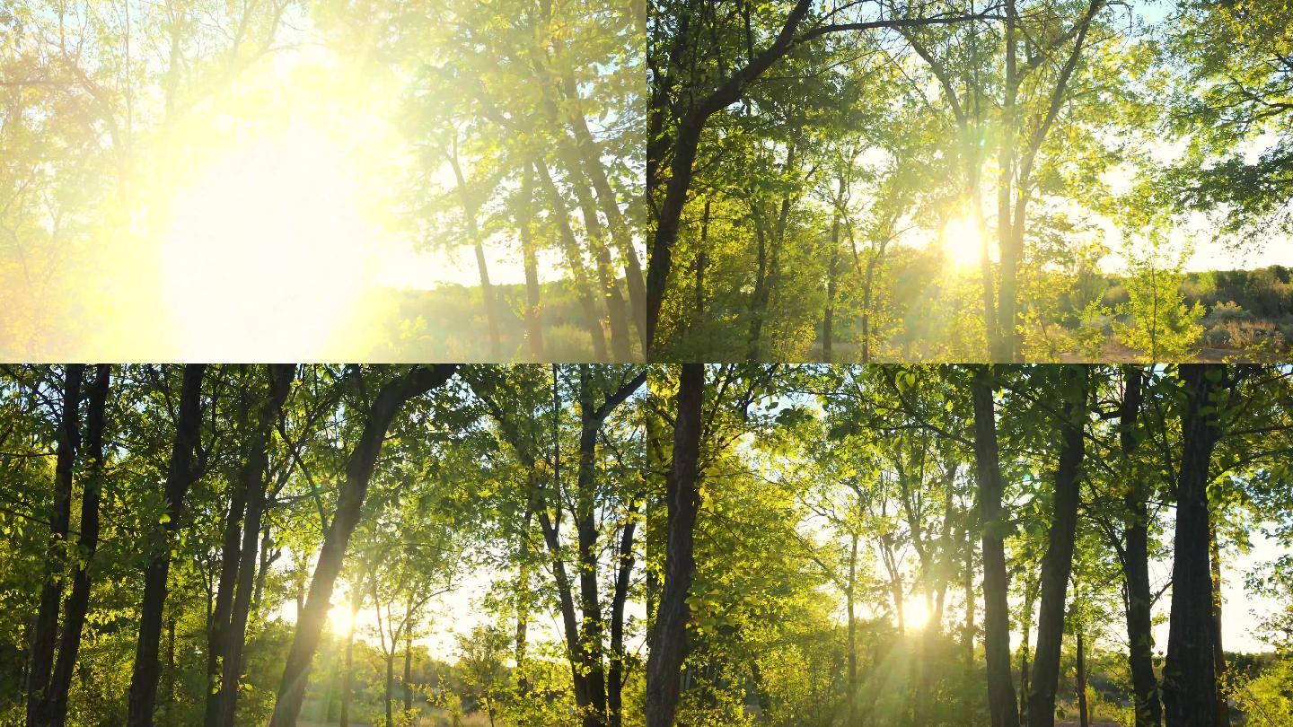 阳光穿过树林树木绿色