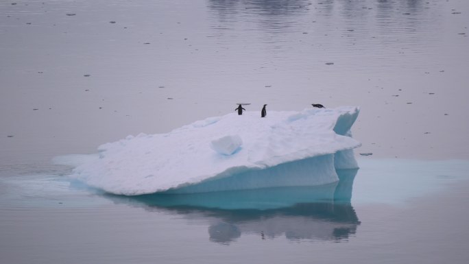 南极冰山上的企鹅野生动物世界国宝熊猫吃竹