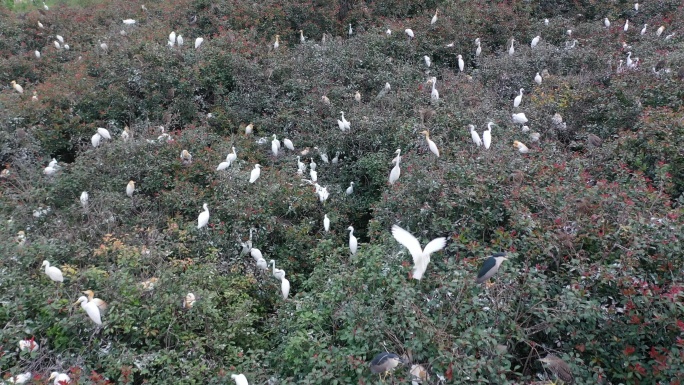 湖北京山太子山林场环境优美，引来万鸟筑巢