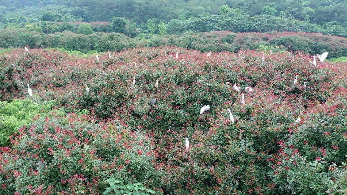 湖北京山太子山林场环境优美，引来万鸟筑巢