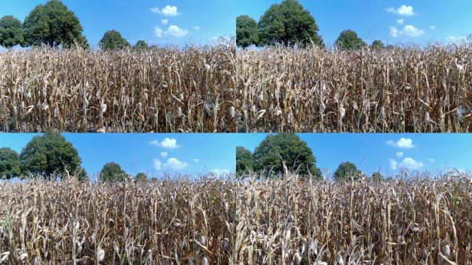 干旱影响了夏季的玉米田