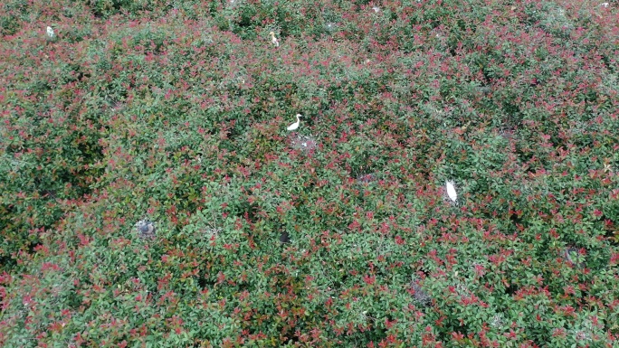 湖北京山太子山林场环境优美，引来万鸟筑巢