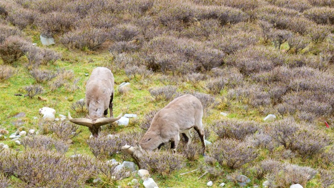 4k实拍青藏高原岩羊藏羚羊野生动物保护
