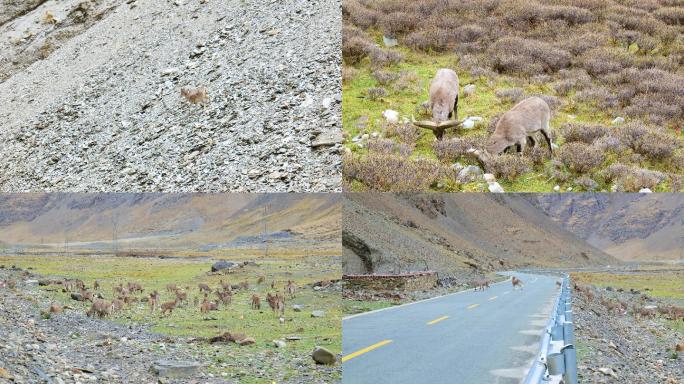 4k实拍青藏高原岩羊藏羚羊野生动物保护