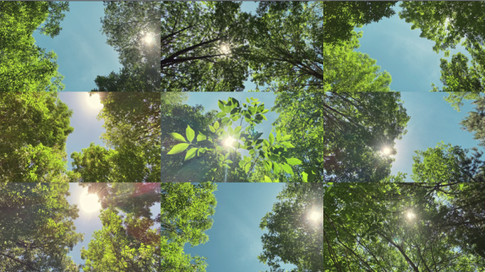 4K阳光透过树叶大合集、夏天阳光