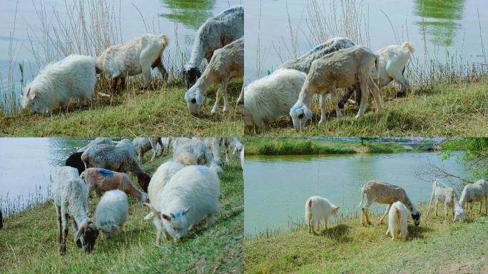 河边羊群吃草2