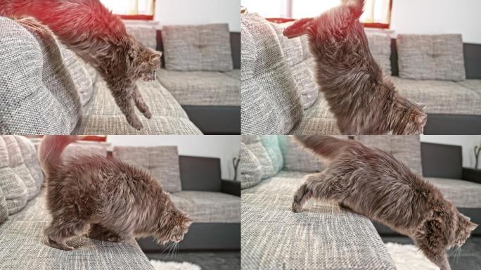 长毛猫跳到沙发上和地板上