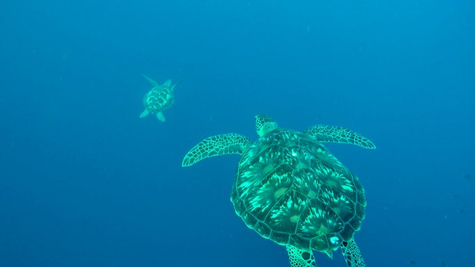 一对海龟