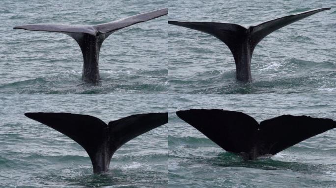 潜水抹香鲸的超慢镜头