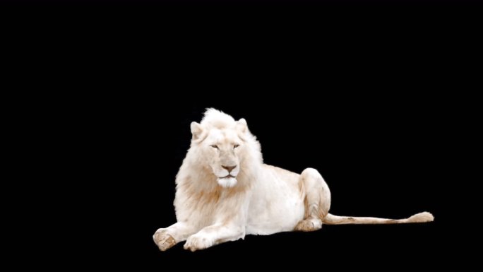 白色狮子